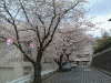 港南桜道の桜(9)/桜道沿いにある南台小学校の桜