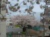 港南桜道の桜(10)/桜道沿いにある南台小学校の桜