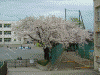 港南桜道の桜(11)/桜道沿いにある南台小学校の桜