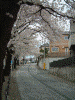 港南桜道の桜(14)