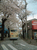 港南桜道の桜(19)/江ノ電バス「こまわりくん」が行く