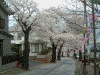 港南桜道の桜(23)
