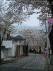 港南桜道の桜(24)