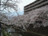 大岡川プロムナードの桜(3)