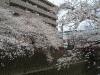 大岡川プロムナードの桜(4)