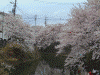 大岡川プロムナードの桜(5)