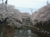 大岡川プロムナードの桜(7)