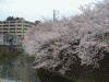 大岡川プロムナードの桜(8)