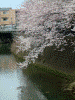 大岡川プロムナードの桜(9)