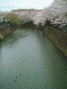 大岡川プロムナードの桜(11)