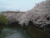 大岡川プロムナードの桜(12)