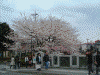 大岡川プロムナードの桜(13)