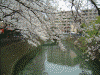 大岡川プロムナードの桜(16)