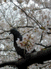 大岡川プロムナードの桜(18)/桜の木に鳩が…
