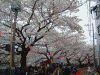 大岡川プロムナードの桜(19)