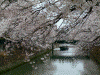 大岡川プロムナードの桜(20)/桜観覧用のボートが来ていました