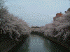 大岡川プロムナードの桜(25)