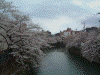 大岡川プロムナードの桜(27)