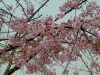 山手散策中に見かけた桜(4)/歯医者さんの前にあるしだれ桜です