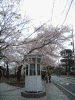 元町公園周辺にて(2)/クラシックな電話ボックスと桜