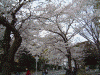 元町公園周辺にて(6)/桜に包まれる公園