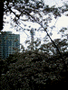 元町公園周辺にて(7)/桜の向こうにマリンタワー