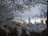 元町公園周辺にて(9)/桜の輪の中にランドマークタワー