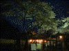 三渓園の夜桜(1)