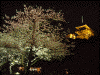 三渓園の夜桜(10)