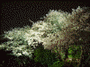三渓園の夜桜(22)