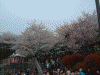 飛鳥山公園の桜(1)