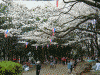 飛鳥山公園の桜(3)