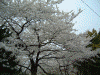 飛鳥山公園の桜(4)