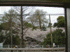 都電荒川線から見る桜(2)