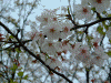 走水水源地の桜(1)
