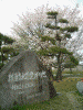 走水水源地の桜(7)/横須賀水道発祥の地の石碑と共に