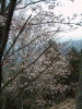 高城山展望台の桜(2)