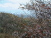 高城山展望台の桜(3)