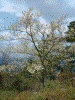 高城山展望台の桜(4)