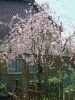 前の坊桜