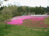羊山公園の芝桜(1)