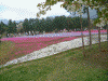 羊山公園の芝桜(2)