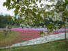 羊山公園の芝桜(3)