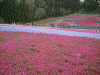 羊山公園の芝桜(6)