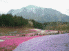 羊山公園の芝桜(7)
