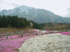 羊山公園の芝桜(8)