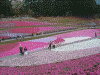 羊山公園の芝桜(13)