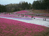 羊山公園の芝桜(17)