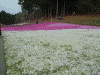 羊山公園の芝桜(19)