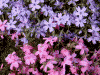 羊山公園の芝桜(26)